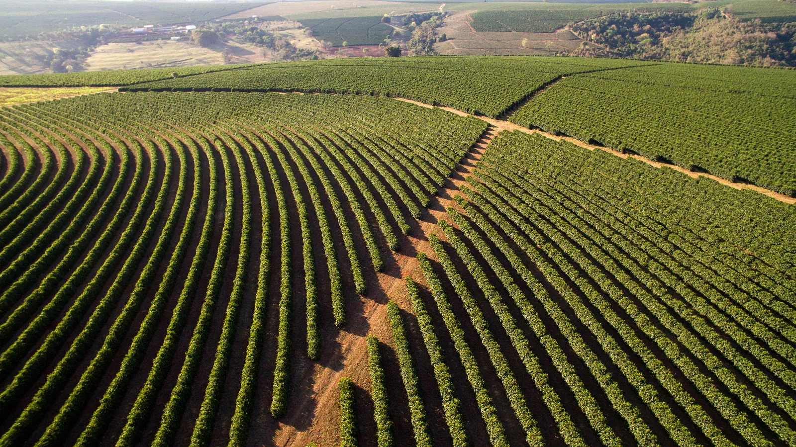 Coffee plantation