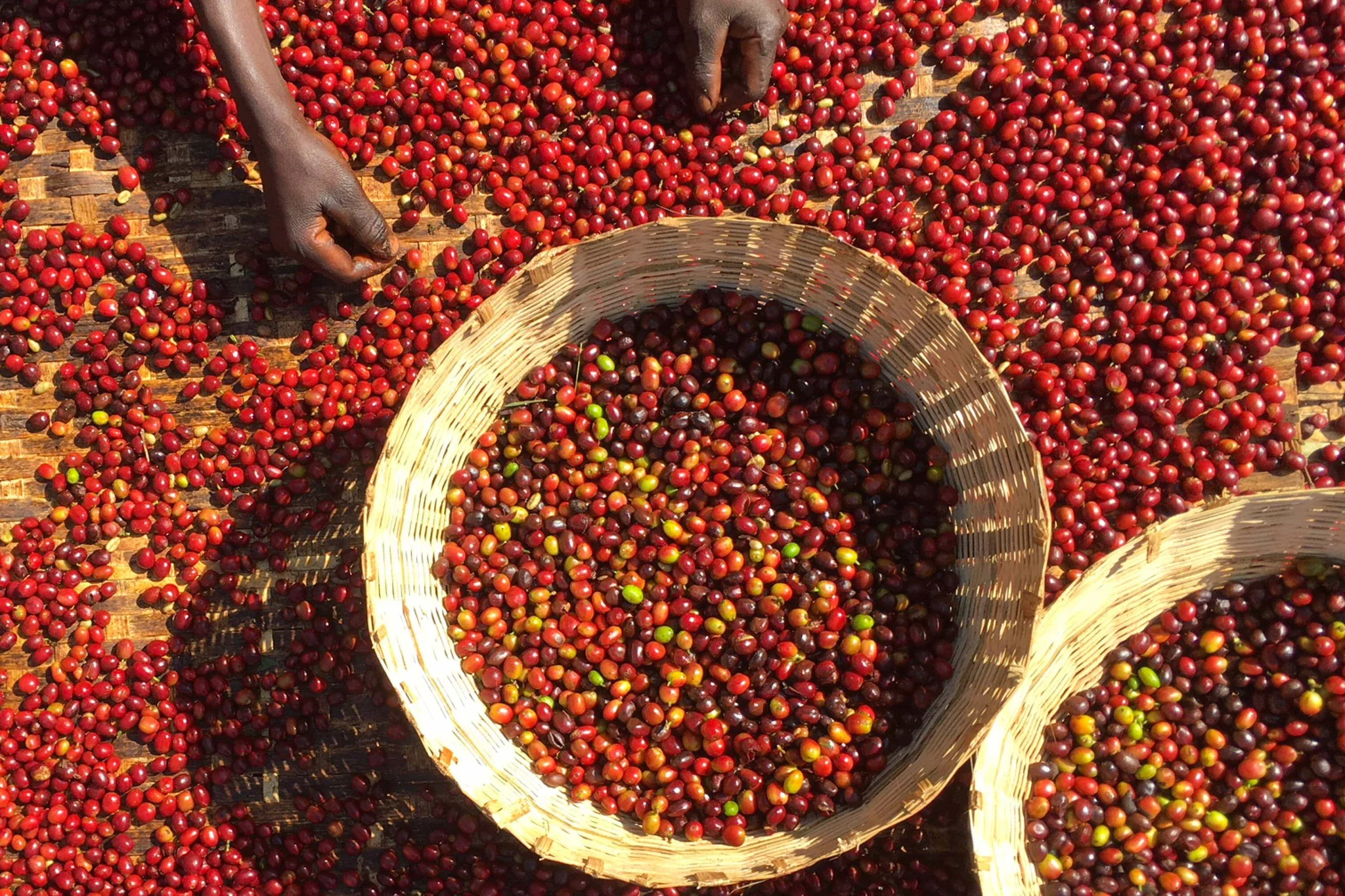 Coffee Blog